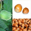 A bunch of hazelnuts in a pile next to a picture of the leaves of a hazelnut tree.