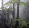 A foggy rain forest with large trees in Costa Rica.