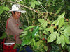 A native coffee farmer in Mexico harvesting raw coffee beans and collecting them in a red bag.